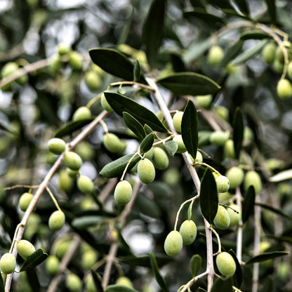 Laudemio Frescobaldi Grand Cru Extra Virgin Olive Oil - 500 ml